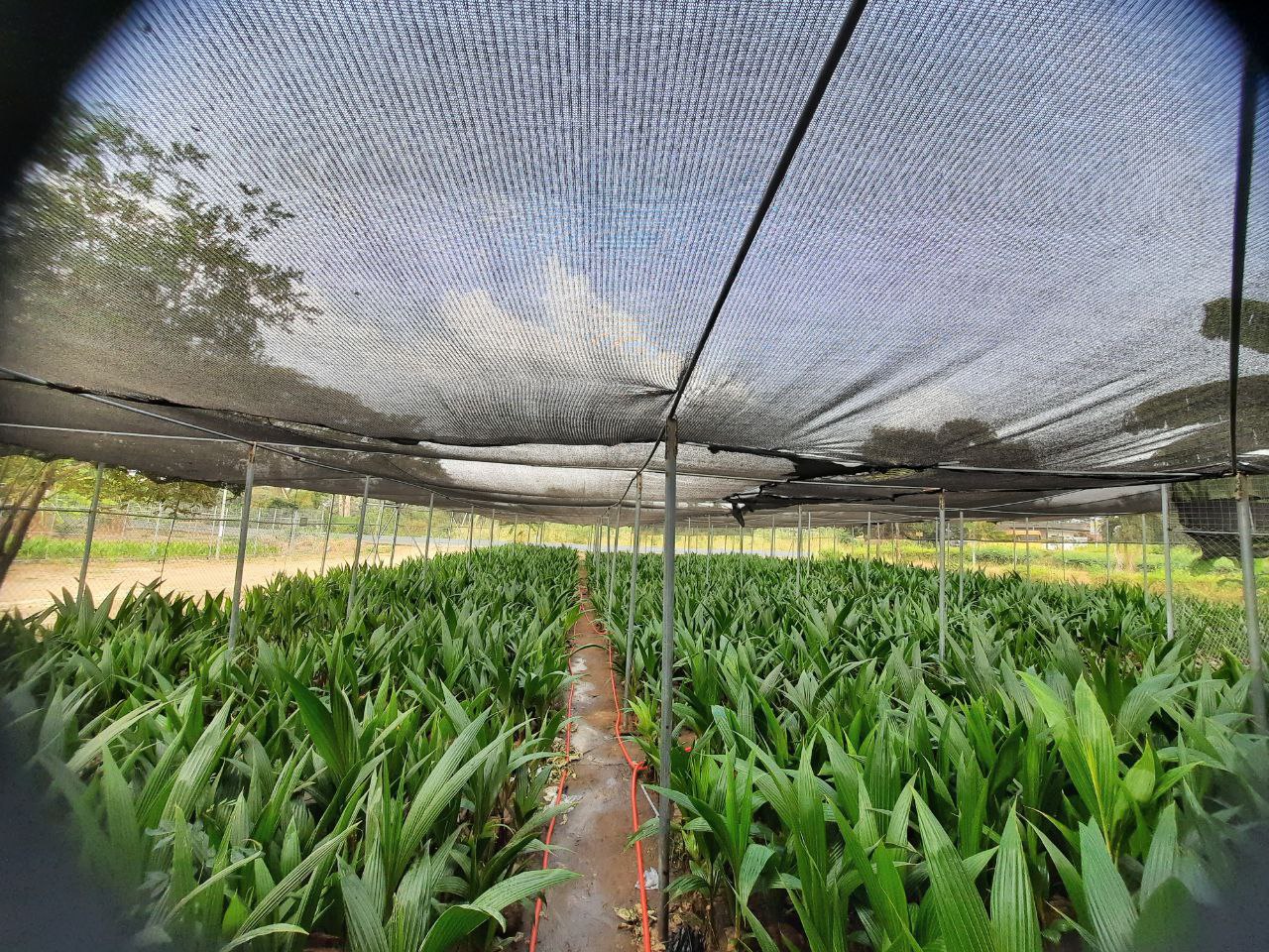 Woman with vegetables